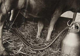 Aleksandr Rodchenko, Milking