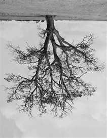 Rodney Graham, Oxfordshire Oak, Banford, Fall