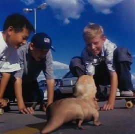 Patricia Piccinini, Social Studies from So2 Series