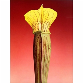 Robert Mapplethorpe, JACK-IN-THE-PULPIT
