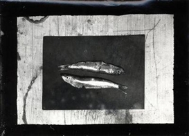 Wols, Fischstillleben. Early 1940's