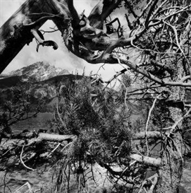 Lee Friedlander, Tetons