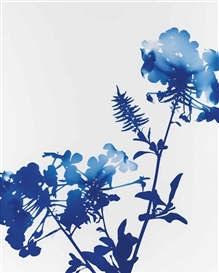James Welling, #003