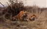 The Sporting Sale  - Copley Fine Art Auctions