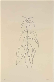 Ellsworth Kelly, Peach Branch, from Leaves (A. 93; G. 529)