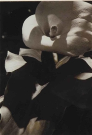 Edmund Teske, Untitled (Flower)