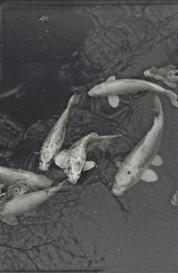 Balthasar Burkhard, Koi Karpfen