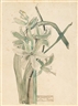 Charles Rennie Mackintosh, Grass Hyacinthe