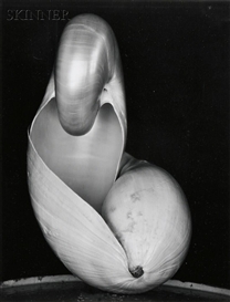Edward Weston, Shell