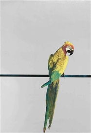 Michelangelo Pistoletto, Pappagallo (Parrot)