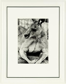 Peter Peryer, Kangaroo