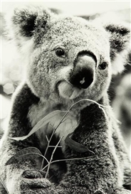 Peter Peryer, Koala