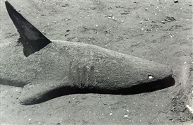 Peter Peryer, Sand Shark