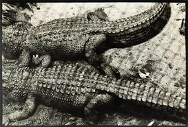 Peter Peryer, Alligators, Auckland Zoo