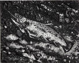 Vik Muniz, Trout, After Courbet (from Pictures of Soil)