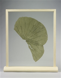 Gabriel Orozco, Lotus Leaf