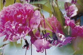 Fischli & Weiss, Ohne Titel (Blumen), 1998