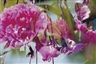 Fischli & Weiss, Ohne Titel (Blumen), 1998