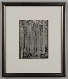 Todd Webb, Aspens
