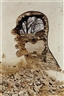 Zhang Dali, Demolition