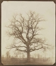 William Henry Fox Talbot, Oak Tree in Winter