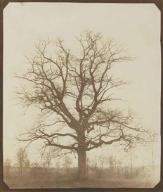 William Henry Fox Talbot, Oak Tree in Winter
