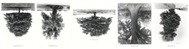 Rodney Graham, 5 works: Flanders Trees