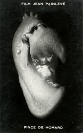 Eli Lotar, Pince de homard