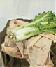 Xin Dongwang, cabbage