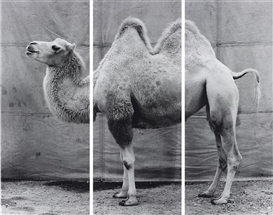 Balthasar Burkhard, Camel