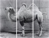 Balthasar Burkhard, Camel