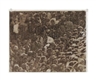Felix González-Torres, Untitled