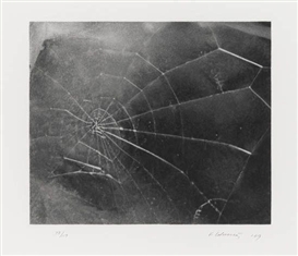 Vija Celmins, Spider Web