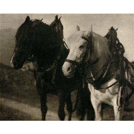 Alfred Stieglitz, Horses