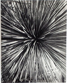 Aleksandr Rodchenko, Agaven. Botanischer Garten 1929