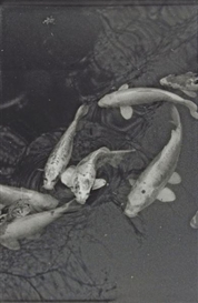 Balthasar Burkhard, Koi Karpfen, from the series "Japan"