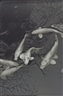 Balthasar Burkhard, Koi Karpfen,  from the series "Japan"