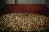 Roman Signer, Apples