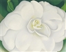 Georgia O'Keeffe, A WHITE CAMELLIA