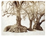 Tacita Dean, GIBRALTAR OLD TREES