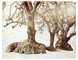 Tacita Dean, GIBRALTAR OLD TREES