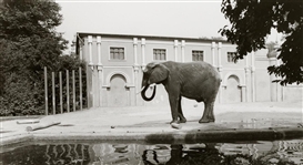 Candida Höfer, ZOOLOGISCHER GARTEN, KÖLN (ZOOLOGICAL GARDEN, COLOGNE)