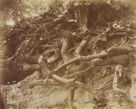 Eugène Atget, PARC DE ST. CLOUD