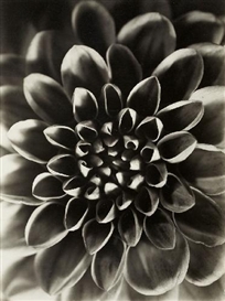Paul Wolff, GEORGINE (DAHLIA VARIABILIS)