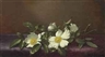 Martin Johnson Heade, Cherokee Roses on a Purple Cloth