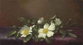 Martin Johnson Heade, Cherokee Roses on a Purple Cloth