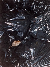 Wolfgang Tillmans, RAT ON TRASH BAG