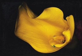 Nobuyoshi Araki, Kakyoku Series
