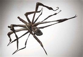 Louise Bourgeois, Spider