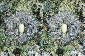 Roni Horn, UNTITLED (TO NEST)